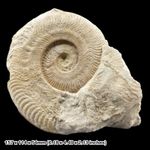 5 Inch Harpoceras Fossil Ammonite Jurassic Ilminster Somerset UK Display Fossil
