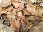 8L Natural Dried Beech Leaves | Bioactive Reptile Isopod Vivarium Litter