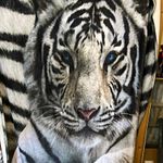 White Tiger Face Animal Print Blanket Throw, Standard, White Black Grey