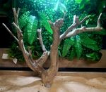 Talawa Wood Aquascaping Aquarium Bogwood  Reptile Vivarium Terrarium  Fish Tank