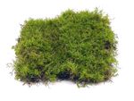 Live Carpet Flat Moss for Terrariums Vivariums Kokedama Various Sizes