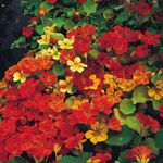 NASTURTIUM CLIMBING GLEAM HYBRIDS  120 FINEST SEEDS