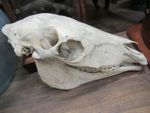 Horse or Pony Skull