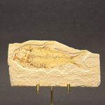 Knightia eocaena Fossil Fish on Matrix — KN11