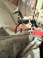 Custom Schliech Mare Pura Raza Young Mare I Think Black And White