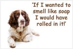  Springer Sprocker Spaniel Dog Funny Fridge Magnet Gift New Liver and White