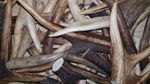 1kg of deer antler pieces of different sizes (scraps, waste etc...)