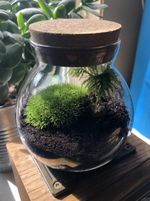 Cork Lid Terrarium Live Cushion Moss Inc USB Mister • Bun Moss Terrarium DIY Kit