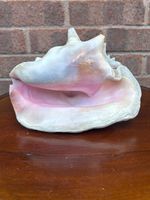 Extra Large Vintage Queen Conch Shell Beautiful Pink 1.75Kg