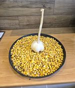 100 XL ORGANIC ELEPHANT GARLIC CORMS (  UK GROW )
