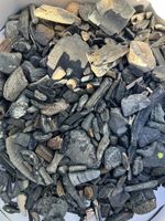 Huge Lot South Florida Fossils