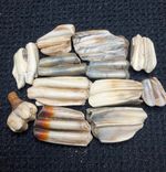 Fossil Teeth Fragments – Roker Beach UK – Ice Age Herbivore Molar Plate Pieces