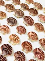 Scallop Shells Flat Natural Sea Coastal 12 - 14cm | Craft Decor Beach Wedding
