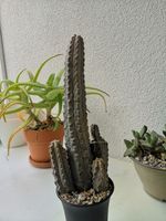 Euphorbia abdelkuri - Rare Collector Plant