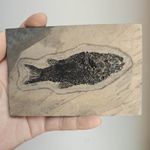 Sinamia Zdanskyi Fossil Fish, Complete Sinamia Fish Fossil On Matrix Specimen