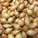 Senshyu over wintering Onion Sets 50 or 100 sets- 2026 Stock