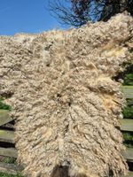 Naturally felted raw wool fleeces, Whitefaced Dartmoor 3-5 Kgs. staple 10-15Cm