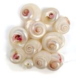 Guam button pearlised (Umbonium guamensis) 20-25mm x10 Craft Seashells