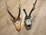 vintage Real Skull with Horns, white bone, animal skull. Original 1950s. 5