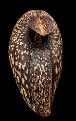 Nepenthes Aristolochioides + Nepenthes Hamata 