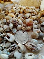 100 MIXED SEASHELLS very small Mini Shells Craft Wedding Beach Confetti 7-15 mm