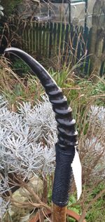 NEW HANDMADE Hiking stick With solid gazelle Horn And  Black Leather Cord Handle