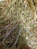 Glebe Farm Hay Natural Meadow Hay box Rabbit Guinea Pig