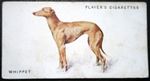 WHIPPET   Vintage 1931 Illustrated Card  KE27MS