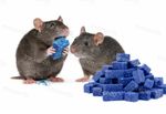 MAXIMUM STRENGTH RODENT BAIT POISON RATS MOUSE FAST RAT KILLER BLOCKS