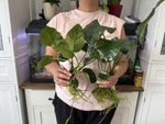 Large  Anubias barteri Broad Leaf x1 live Plant tropical aquarium