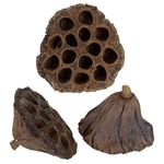 Lotus Flasks Large 100 Count Natural, Decorative Dried Flowers for Floristry