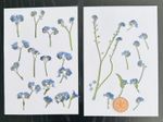 Pressed Dried Flowers Forget Me Nots Various Sizes Approximately 30 pieces