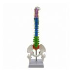 Human Spine Model PVC Human Spine Model with Stand Accurate for Medical Practice