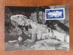 Maximum card GDR Mi. 1094, 10 years Tierpark Berlin-Green Iguana, SST