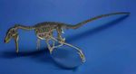 Velociraptor Skeleton, Dinosaur, Fossil, 1/1 Scale, Original Size, Painted