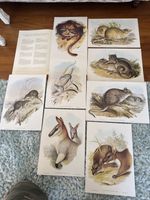 Rare Australian Mammals - Extinct Animals - John Gould Prints Colour Plates 