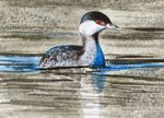 Original Watercolour Slavonian Grebe Painting ACEO