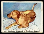 RHODESIAN RIDGEBACK Hound Dog Full Speed Cigarette Card - Dutch c. 1954