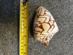 Giant Shell