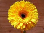 Photo Digital Macro Product Wallpaper Image Picture Background  - yellow flower