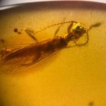 STONEFLY in Burmese / Burmite amber fossil / 100% genuine amber 
