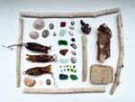 Beach Finds Mystery Craft Pack: Shells, Driftwood, Mermaids Purse, sea-glass +++