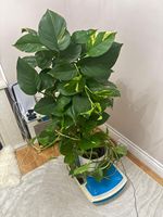 Variegated Pothos (Epipremnum) Potted Indoor Houseplant with Flower Pot