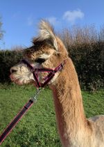 Libby's Banbury Halter Head Collar for Alpaca Llama Sheep xxxs xxs xs s m l
