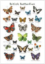 A4 British Butterflies Identification Chart Poster A4 Unframed