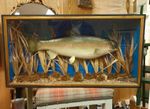 Vintage Taxidermy Large Rainbow Trout Fish n Display Case Collector Home Pub Art
