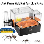 Ant Farm Formicarium Ant Farm Habitat for Live Ants & Queen Outworld Housing UK