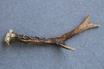 NATURALLY SHED WILD ROE DEER ANTLER (HORN, CABIN, KNIFE, CARVING, ART, JEWELRY)
