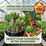 Vegetable Plug Plants - Kale Chard Cabbage Broccoli Asparagus Swede Spinach