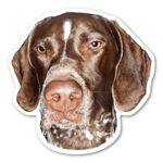 German Shorthaired Pointer Magnet